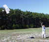 Flying replica kite.JPG (134976 bytes)